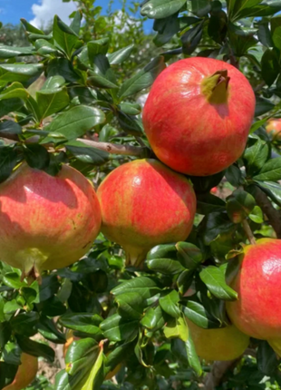 Soft Seeded Pomegranate Seeds
