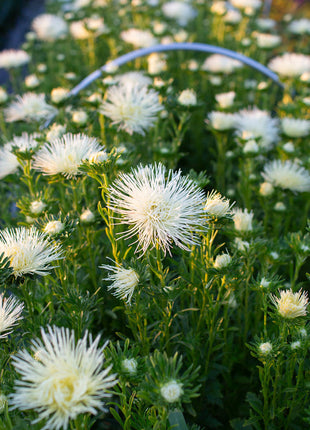 China Aster Valkyrie Yellow