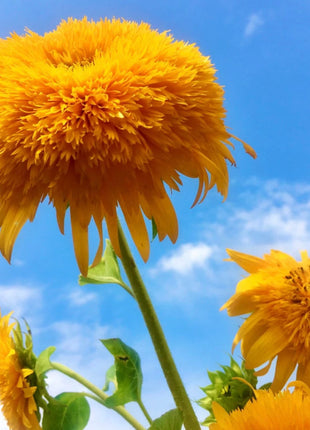 Teddy Bear Sunflower Seeds
