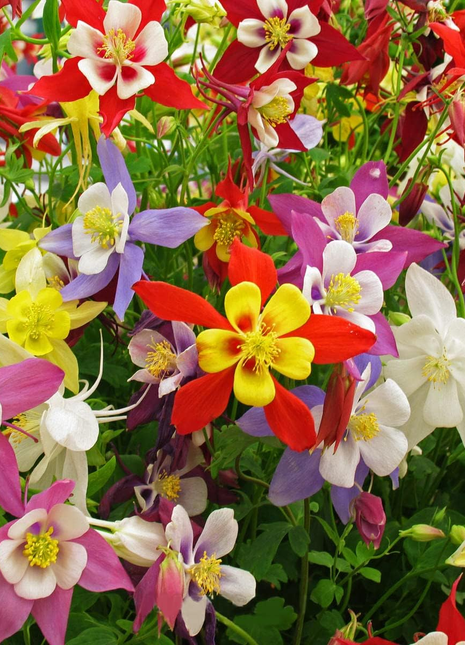 Columbine Seeds - McKana Giant Mix