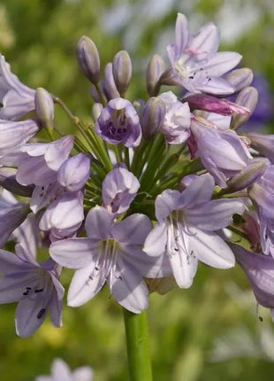 Agapanthus africanus 'Windsor Grey'