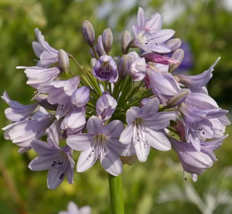 Agapanthus africanus 'Windsor Grey'