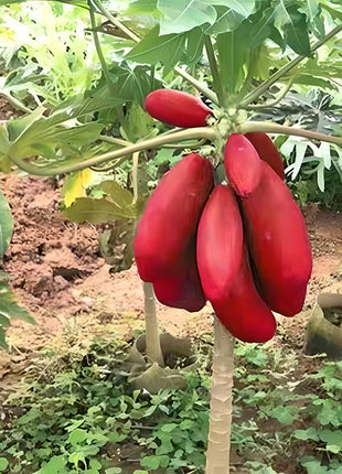 Organic Papaya Tree Seeds Heirloom Edible