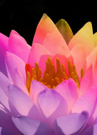 10 Rare Rainbow Lotus Seeds - Bowl Water Lily Hydroponic Plants - Fast Growing