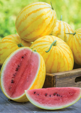 Watermelon, Red in Gold Hybrid, Golden Midget Watermelons