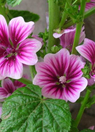 French Mallow Seeds (Malva sylvestris)