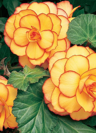 Yellow-Red Begonia Flower Seeds