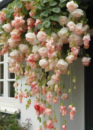Weeping Begonia (Begonia pendula)