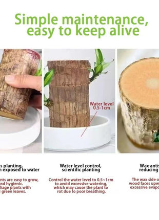 Lucky Brazilian Wood Tree with Elegant Ceramic Pot & Enchanted Doll – Symbol of Growth and Positive Energy