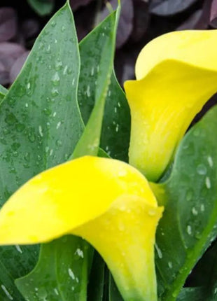 Egrow 50 PCS Calla Lily Seeds Garden Balcony Potted Perennial Flower Seeds Bonsai Ivy Flowers