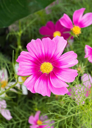 🌺Cosmos - Blooming Means Happiness And Luck