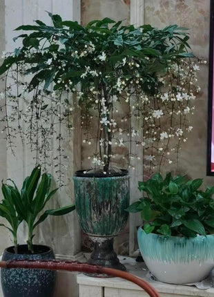 100pcs Hanging Jasmine seeds Four Seasons Blooming Indoor Balcony Bonsai Strong Fragrance Hanging Branch Jasmine Lazy Blooming