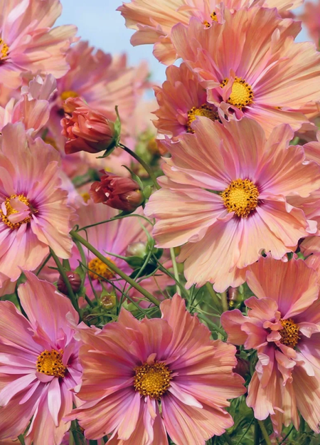 🌺Cosmos - Blooming Means Happiness And Luck