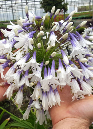 🎁New Year Sale🎁Agapanthus africanus 'Fireworks'