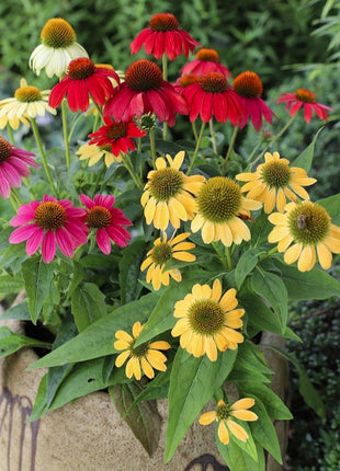 Purple Coneflower Seeds Echinacea Purpurea Seeds