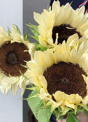 Butter Sunflower Seeds