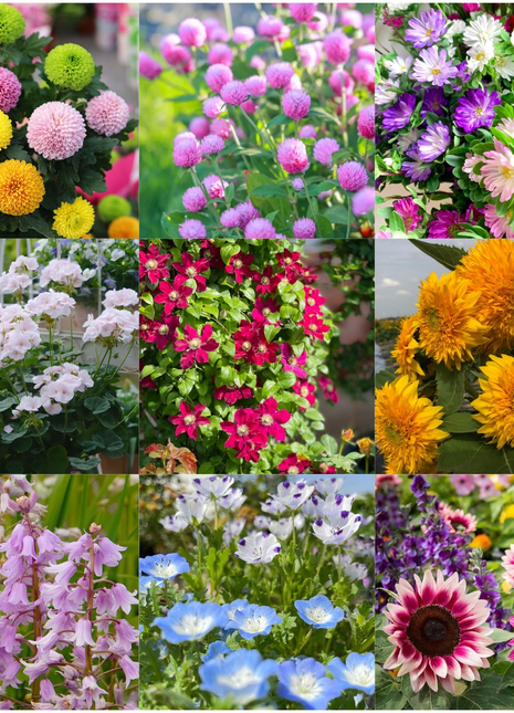 🌺Four Seasons Flowering Mixed Flower Seeds - Easy to Grow