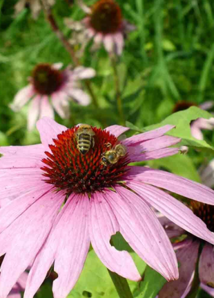 50Pcs RARE PURPLE CONEFLOWER SEEDS