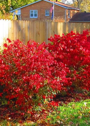 🔥Burning Bush