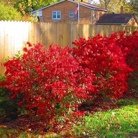 🔥Burning Bush
