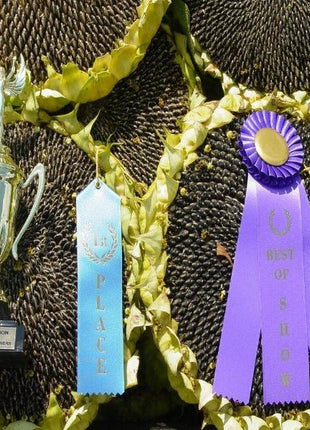 50 Pcs Mongolian Giant Sunflower Seeds