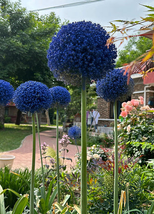 Giant Allium Giganteum Ornamental Onion Flower