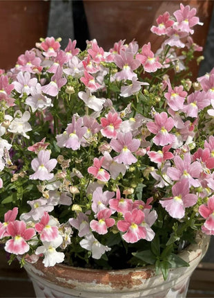 Nemesia Strumosa Benth