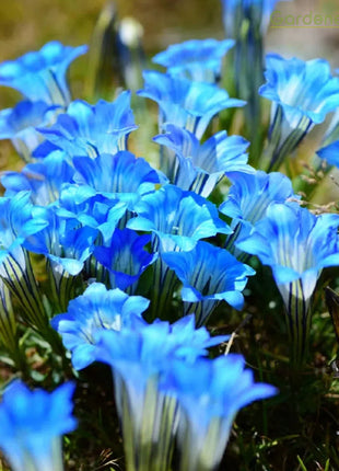 💙Plateau Elf Gentiana - Heart Of The Ocean💦