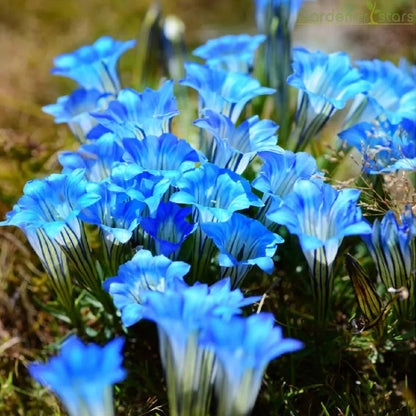 💙Plateau Elf Gentiana - Heart Of The Ocean💦