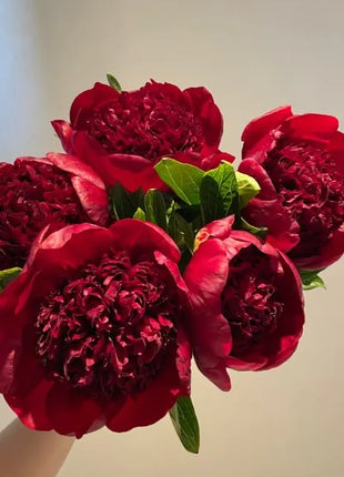 🔥LAST DAY 45% OFF🌺THE QUEEN OF FLOWERS—DOUBLE PETALED PIANI