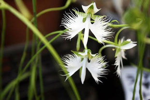 Habenaria radiata
