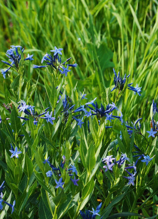 Licorice - A star representative of low-maintenance plants