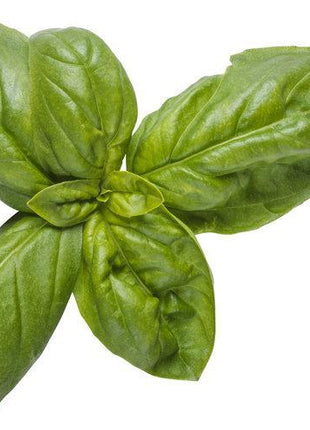 Pesto Besto Sweet Italian Basil