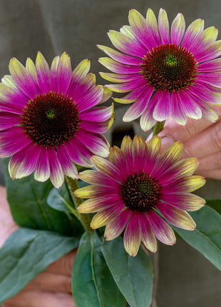 Echinacea, Sweet Sandia