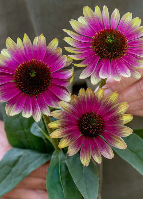 Echinacea, Sweet Sandia