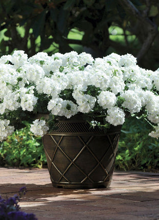 💐Garden Verbena Seeds