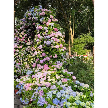 Hydrangea Seeds 50 seeds Mixed Color Seeds Stunning Perennial Flower Seeds for Gardeners Hardy Blooms Perfect for Landscaping and Garden Beautification