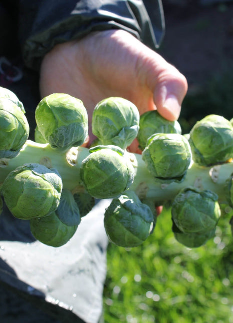Brussels Sprouts Marte F1