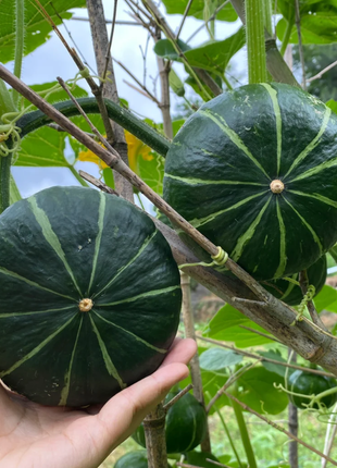 🎃Kabocha Pumpkin Seeds