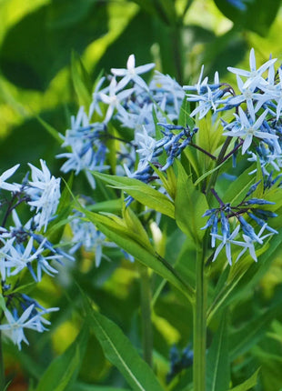 Licorice - A star representative of low-maintenance plants
