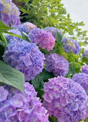 Hydrangea Seeds 50 seeds Mixed Color Seeds Perennial Flowers for Vibrant Garden Displays Hardy and Easy to Grow Perfect for Landscaping and Gardening Projects
