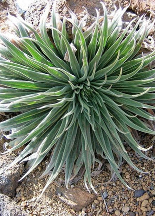TOWER OF JEWELS Red Bugloss Echium Wildpretii Ruby Hummingbird Flower Seeds *Flat Shipping