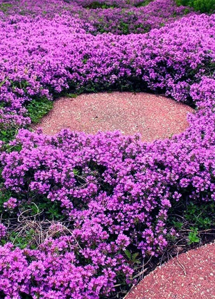 📣Optimal Ground Cover✨Creeping Thyme Seeds