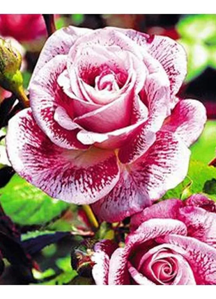Red white roses - meteor shower roses seeds