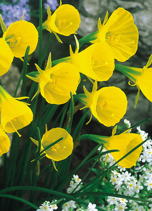 Narcissus bulbocodium Golden Bells