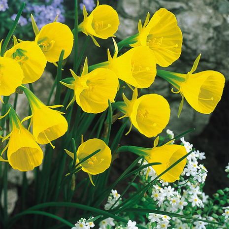 Narcissus bulbocodium Golden Bells