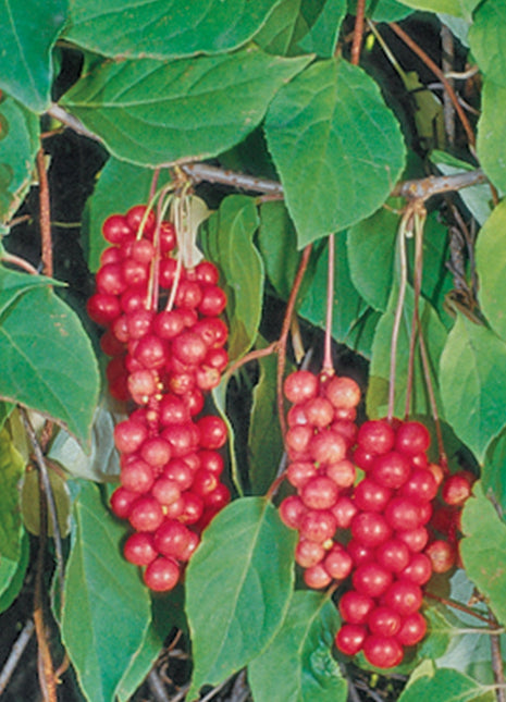 Schisandra Vine, Eastern Prince