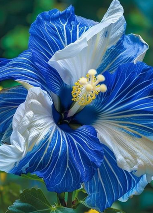 Rare Blue & White Hibiscus Seeds