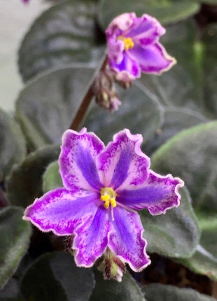 Mixed Miniature Variegated African Violet Seeds