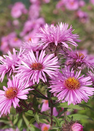 🌼 Superstar Aster Collection: Late Summer to Fall Beauty